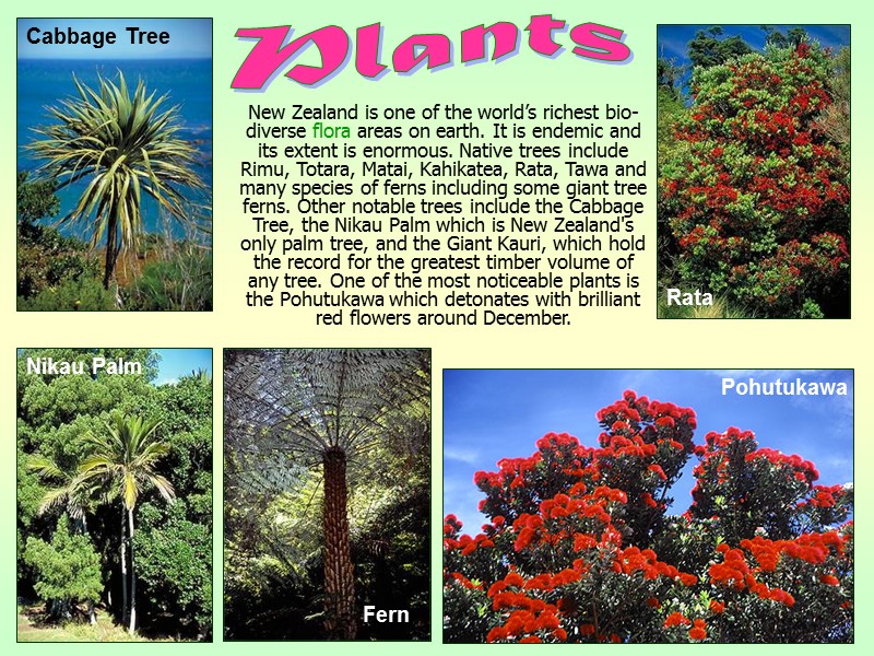 New Zealand is one of the world’s richest bio-diverse flora areas on earth. It